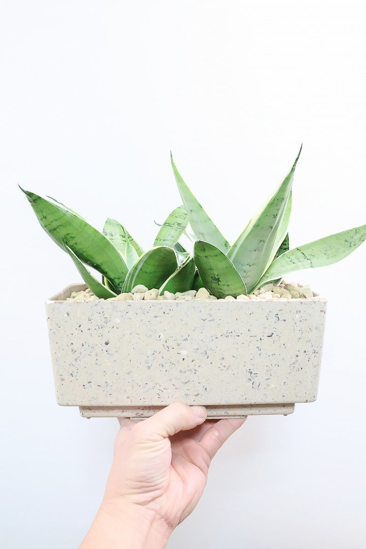 【サンスベリア シルバーハニー】かわいい長方形のプラスチックPOT。爽やかな葉色！あまり出回らない希少種です