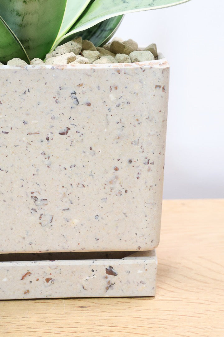 【サンスベリア シルバーハニー】かわいい長方形のプラスチックPOT。爽やかな葉色！あまり出回らない希少種です