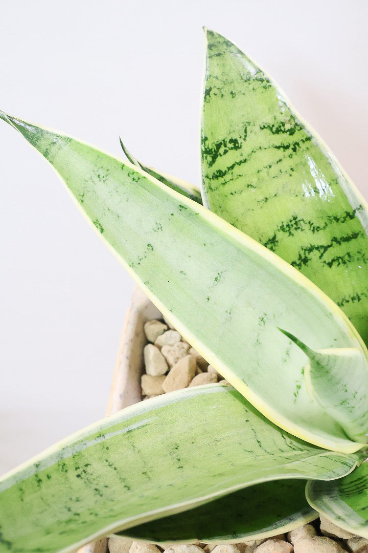 【サンスベリア シルバーハニー】かわいい長方形のプラスチックPOT。爽やかな葉色！あまり出回らない希少種です