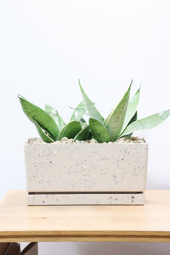 サンスベリア ブラックドラゴンBES61235| 観葉植物の通信販売 | APEGO