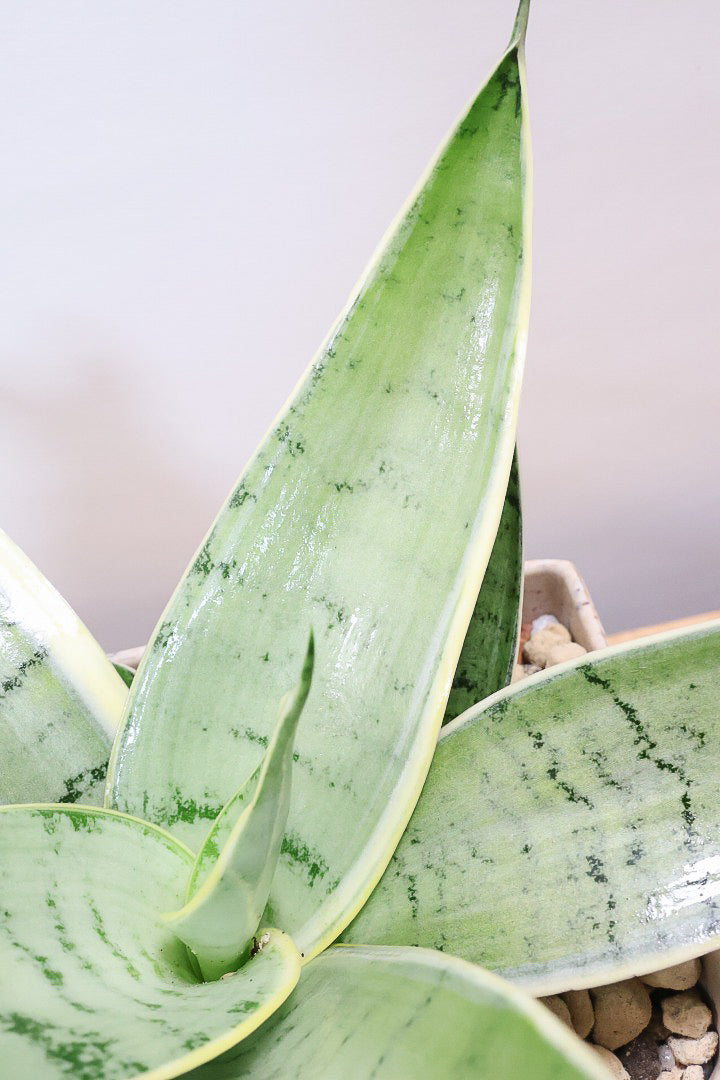 【サンスベリア シルバーハニー】かわいい長方形のプラスチックPOT。爽やかな葉色！あまり出回らない希少種です