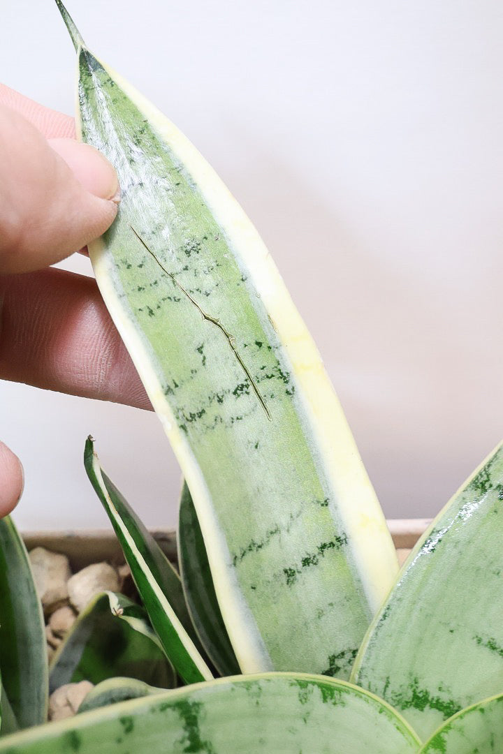 【サンスベリア シルバーハニー】かわいい長方形のプラスチックPOT。爽やかな葉色！あまり出回らない希少種です