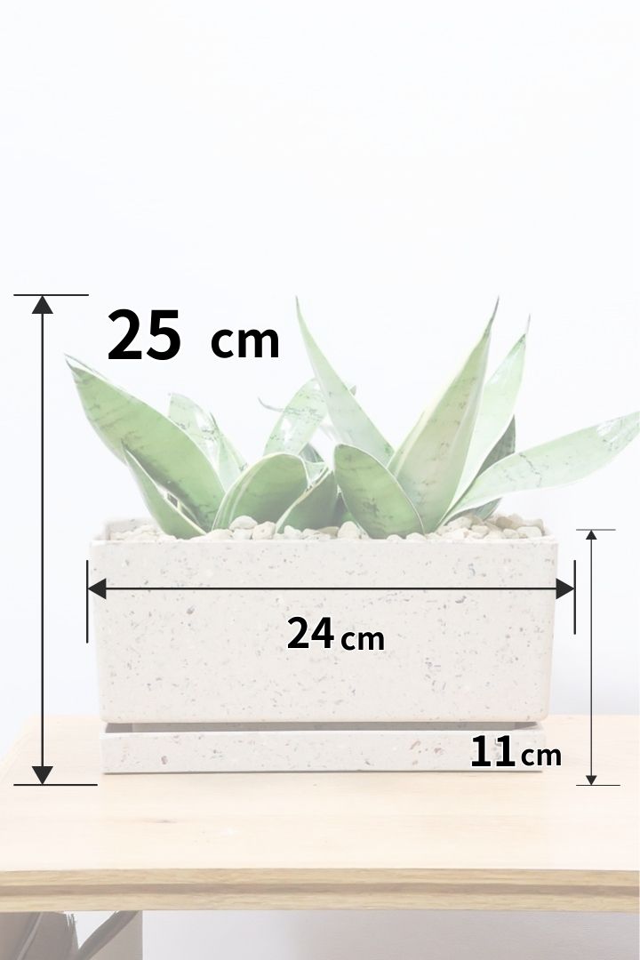 【サンスベリア シルバーハニー】かわいい長方形のプラスチックPOT。爽やかな葉色！あまり出回らない希少種です