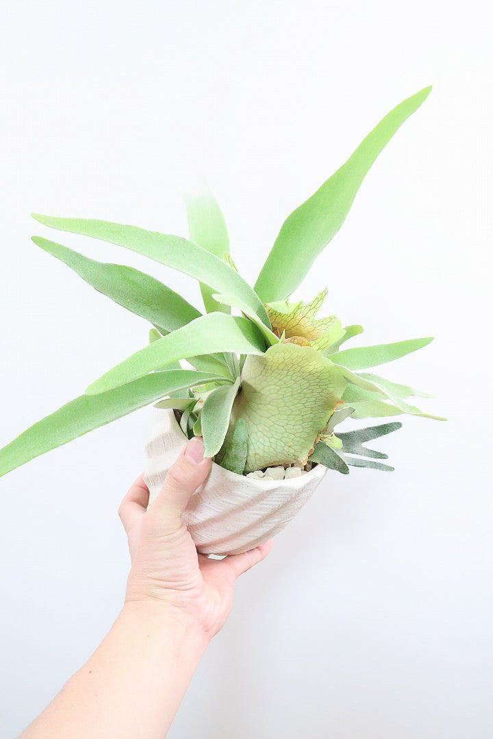 【コウモリラン ベイチー】このサイズ感はかなり希少！愛知県のコウモリランの有名生産者さんのこだわりの逸品！