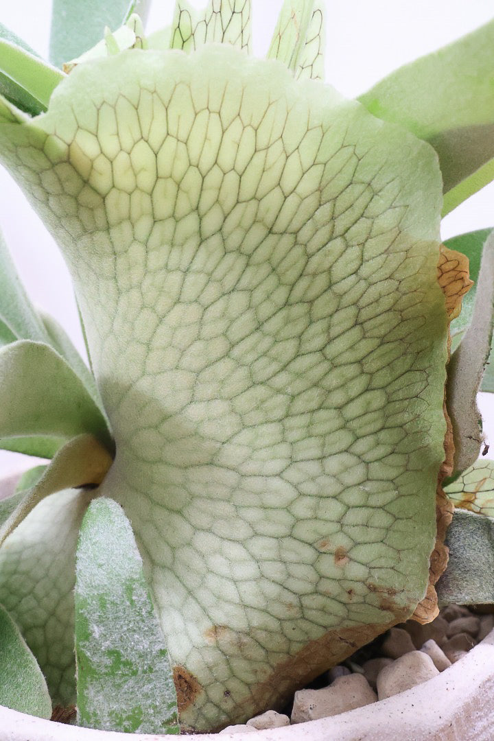 【コウモリラン ベイチー】このサイズ感はかなり希少！愛知県のコウモリランの有名生産者さんのこだわりの逸品！