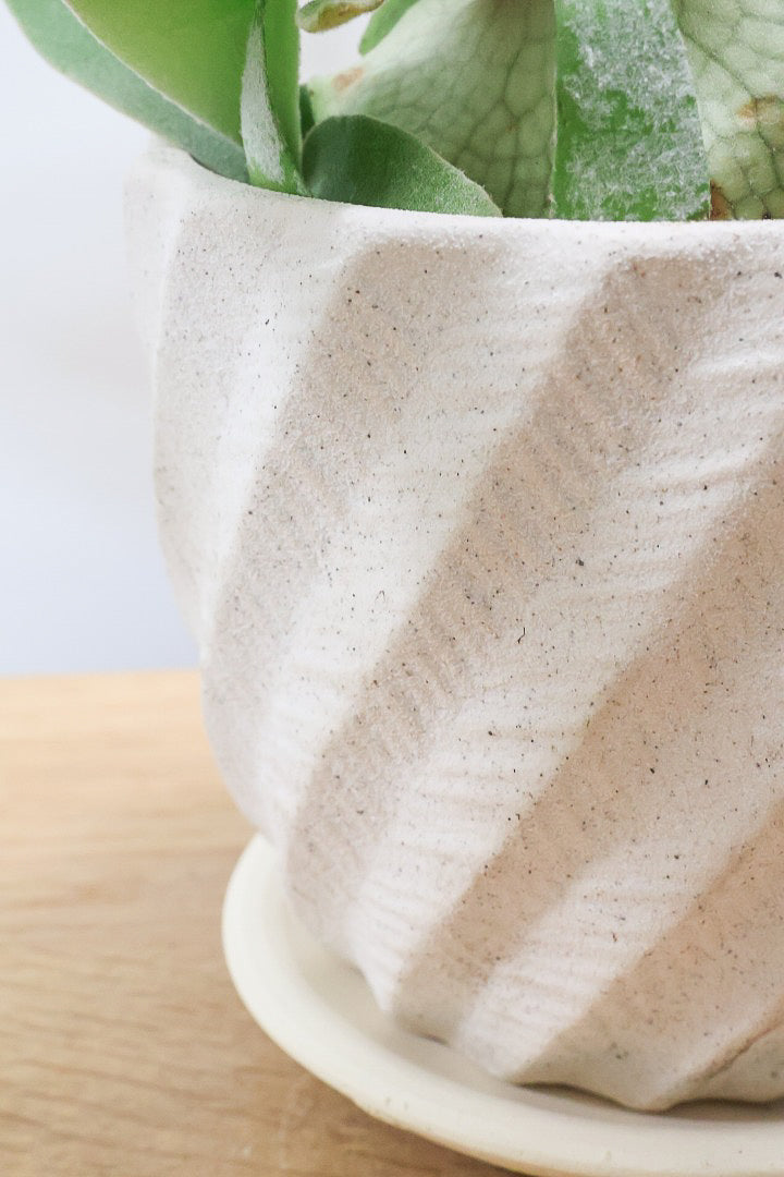 【コウモリラン ベイチー】このサイズ感はかなり希少！愛知県のコウモリランの有名生産者さんのこだわりの逸品！