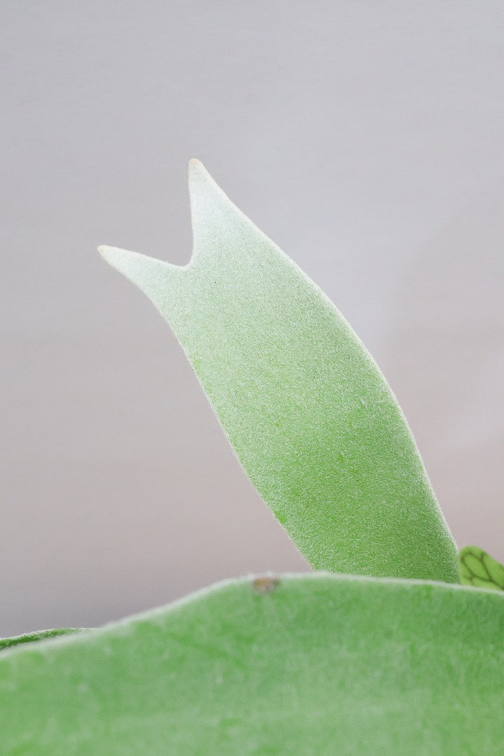 【コウモリラン ベイチー】このサイズ感はかなり希少！愛知県のコウモリランの有名生産者さんのこだわりの逸品！