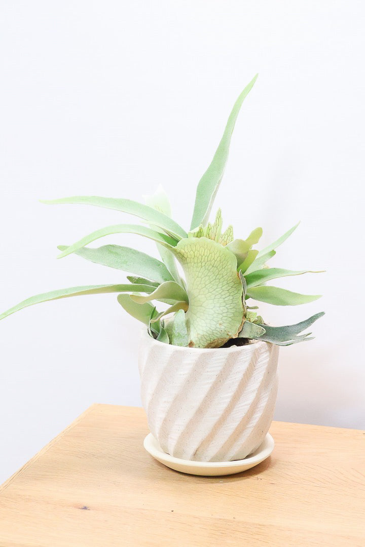 【コウモリラン ベイチー】このサイズ感はかなり希少！愛知県のコウモリランの有名生産者さんのこだわりの逸品！