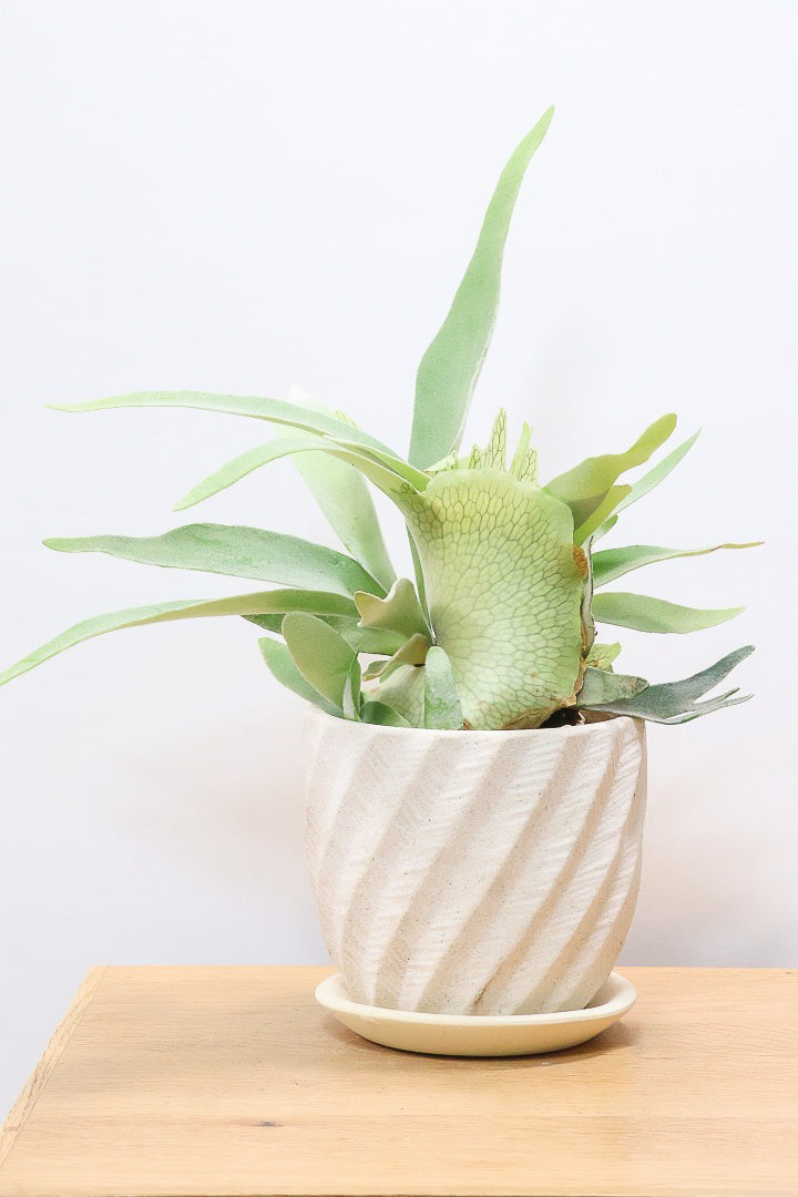 【コウモリラン ベイチー】このサイズ感はかなり希少！愛知県のコウモリランの有名生産者さんのこだわりの逸品！