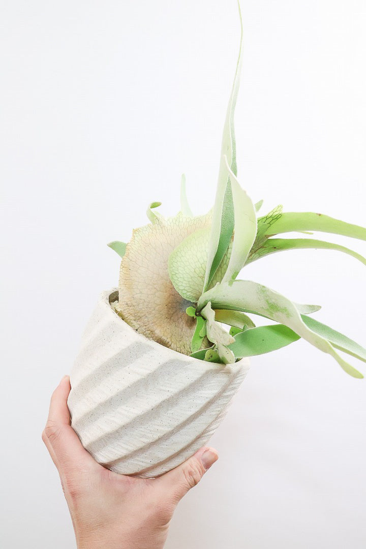 【コウモリラン ベイチー】このサイズ感はかなり希少！愛知県のコウモリランの有名生産者さんのこだわりの逸品！