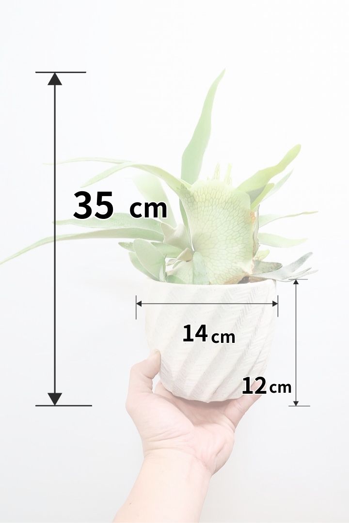 【コウモリラン ベイチー】このサイズ感はかなり希少！愛知県のコウモリランの有名生産者さんのこだわりの逸品！