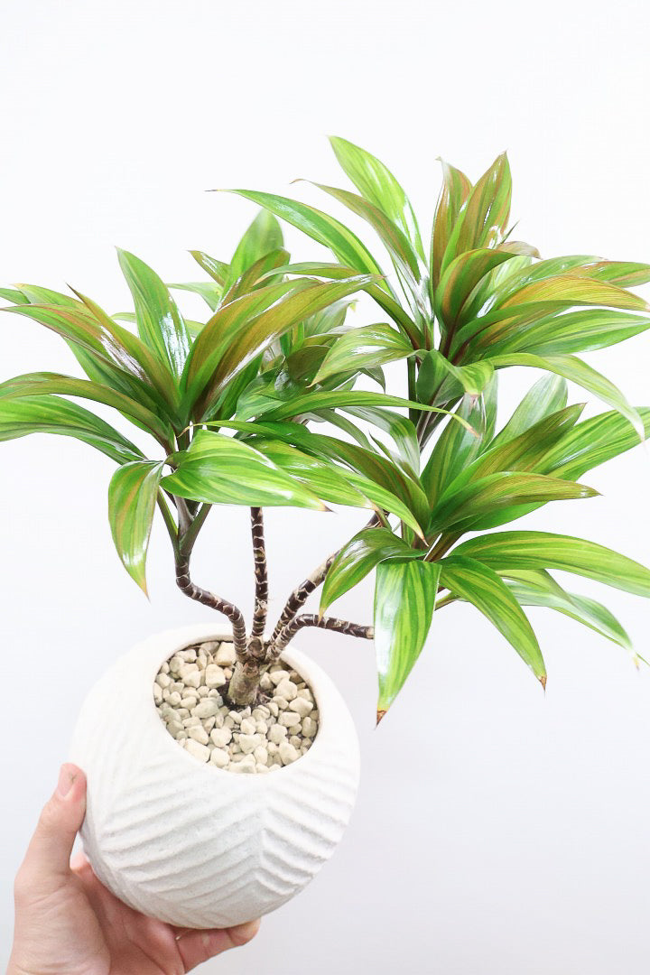 【コルジリネ ブランディライム】この幹はスゴイ！生産者さんが時間をかけて仕立てました！これは他には無い樹形だと思います！