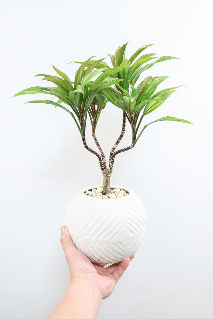 【コルジリネ ブランディライム】この幹はスゴイ！生産者さんが時間をかけて仕立てました！これは他には無い樹形だと思います！