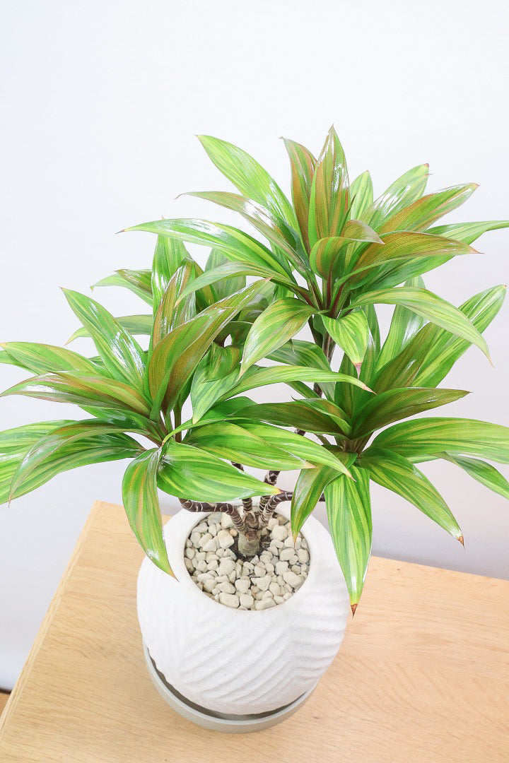 【コルジリネ ブランディライム】この幹はスゴイ！生産者さんが時間をかけて仕立てました！これは他には無い樹形だと思います！