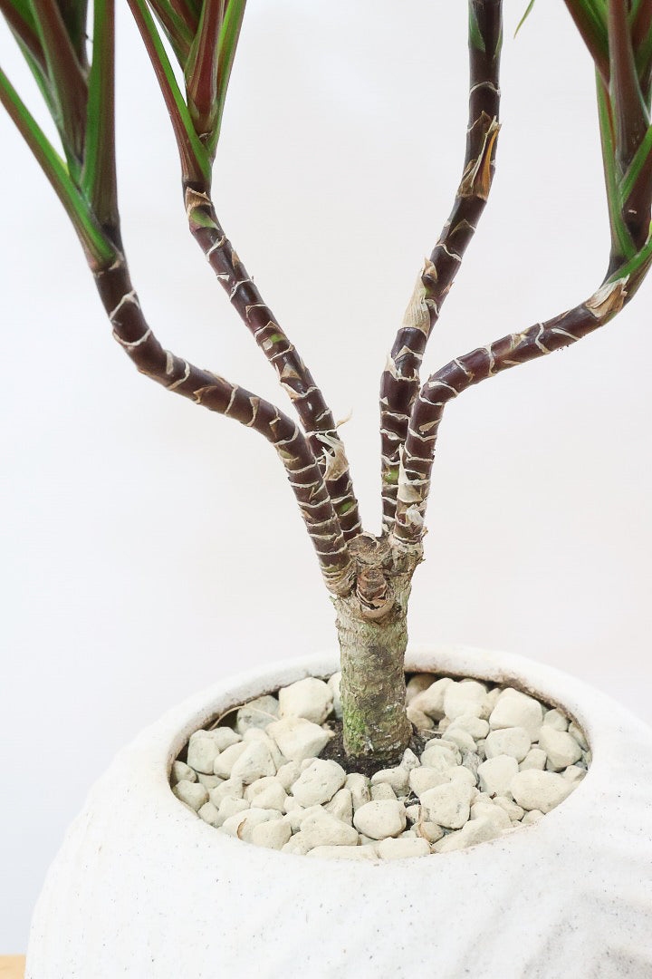 【コルジリネ ブランディライム】この幹はスゴイ！生産者さんが時間をかけて仕立てました！これは他には無い樹形だと思います！