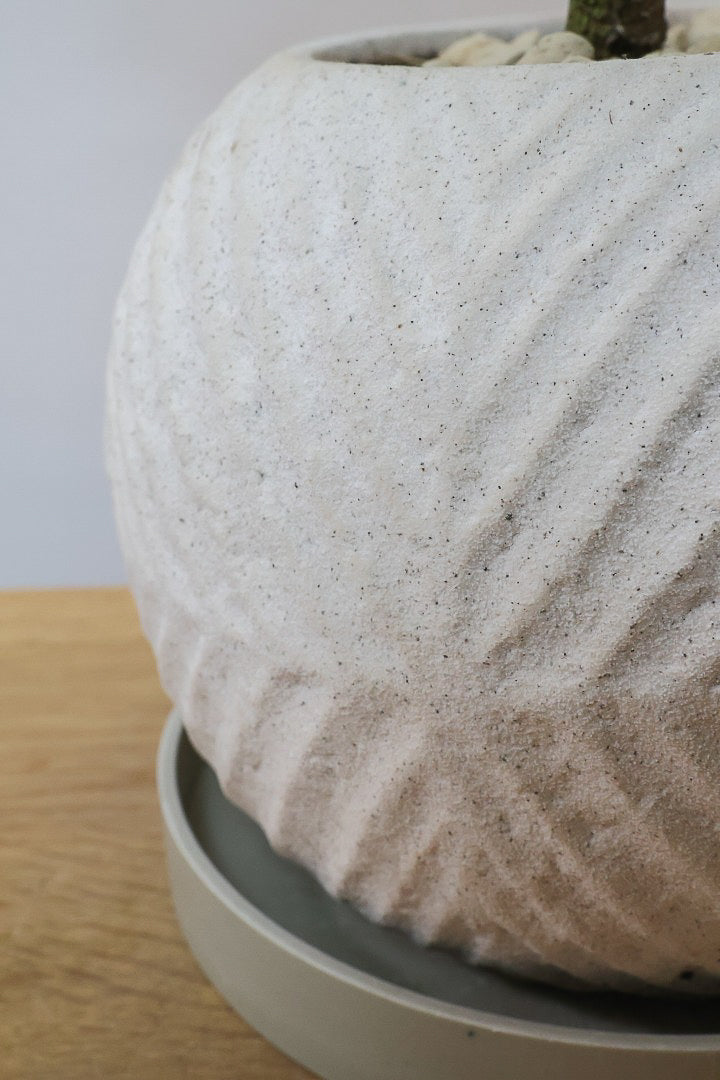 【コルジリネ ブランディライム】この幹はスゴイ！生産者さんが時間をかけて仕立てました！これは他には無い樹形だと思います！