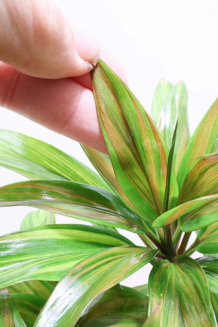 【コルジリネ ブランディライム】この幹はスゴイ！生産者さんが時間をかけて仕立てました！これは他には無い樹形だと思います！