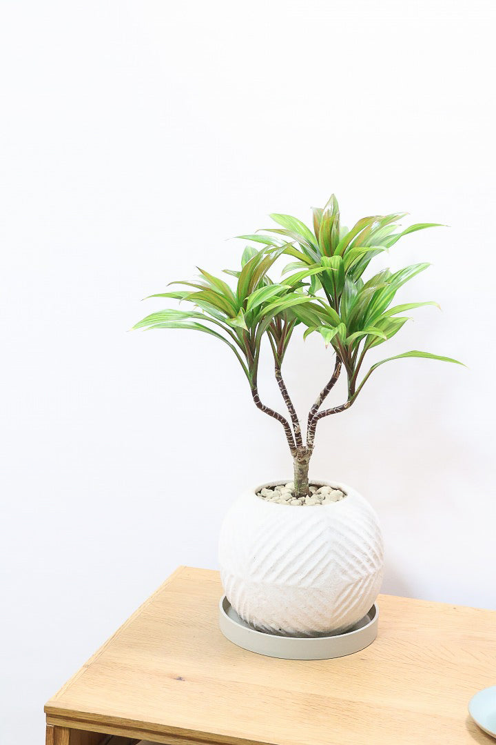 【コルジリネ ブランディライム】この幹はスゴイ！生産者さんが時間をかけて仕立てました！これは他には無い樹形だと思います！