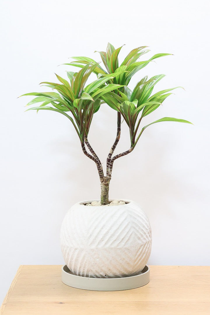 【コルジリネ ブランディライム】この幹はスゴイ！生産者さんが時間をかけて仕立てました！これは他には無い樹形だと思います！