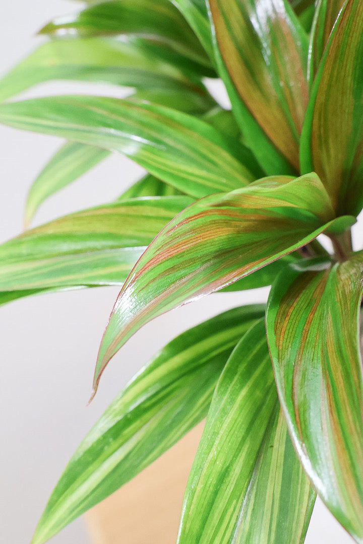 【コルジリネ ブランディライム】この幹はスゴイ！生産者さんが時間をかけて仕立てました！これは他には無い樹形だと思います！