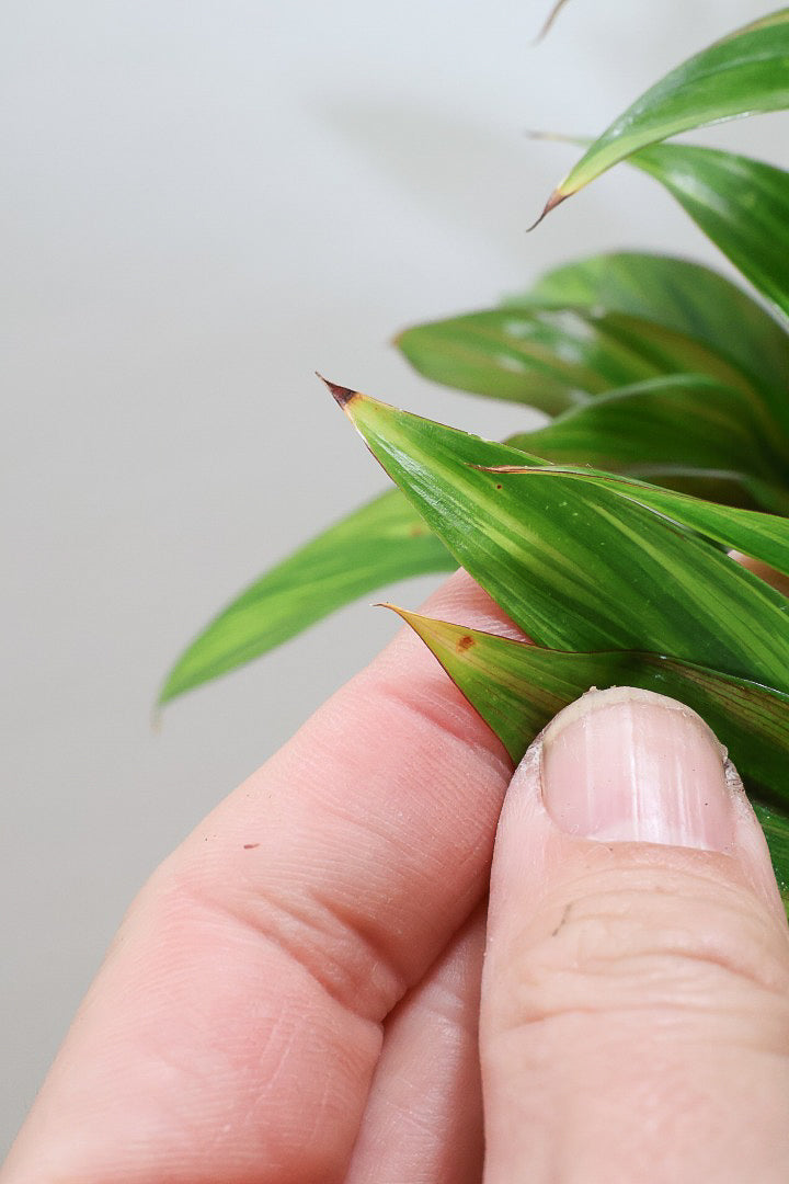 【コルジリネ ブランディライム】この幹はスゴイ！生産者さんが時間をかけて仕立てました！これは他には無い樹形だと思います！