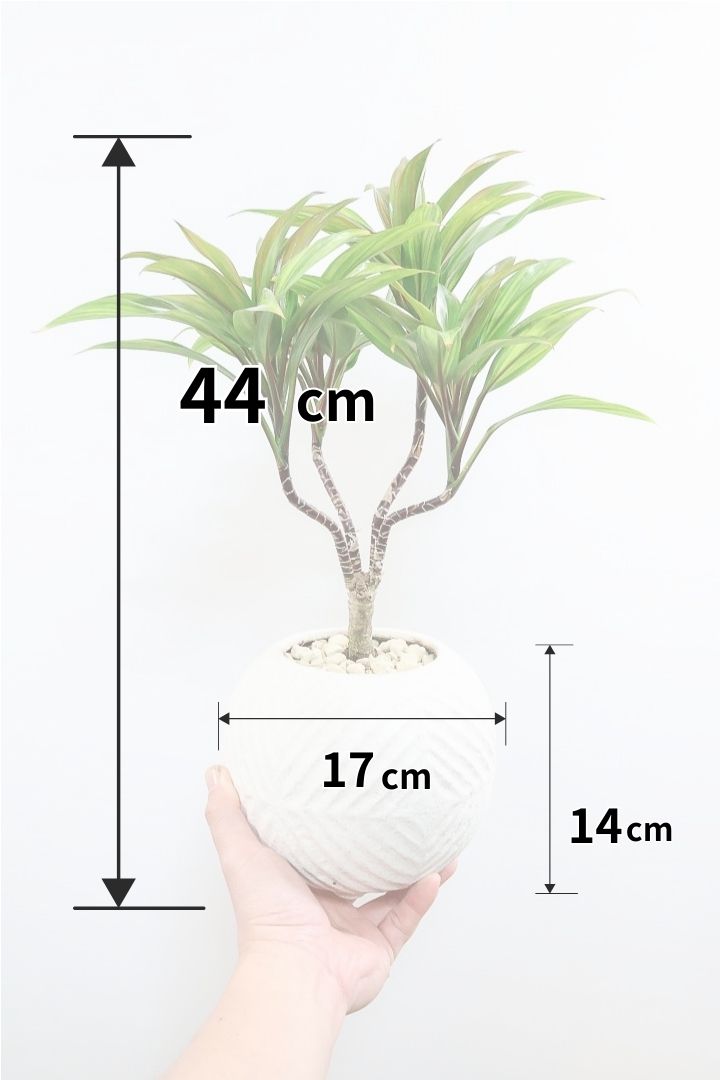 【コルジリネ ブランディライム】この幹はスゴイ！生産者さんが時間をかけて仕立てました！これは他には無い樹形だと思います！