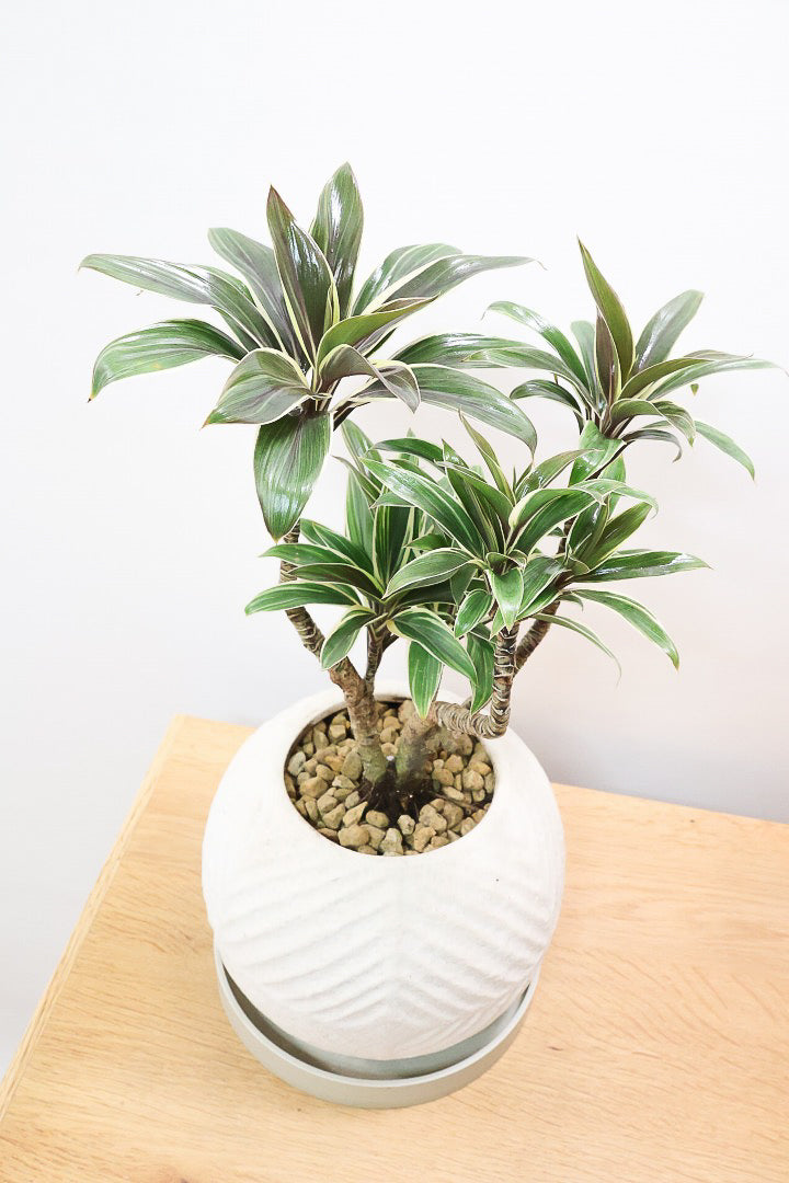 【コルジリネ コーヒーコンパクタ】シブイ葉色が素敵♪生産者さんが時間をかけて仕立てました！これは他には無い樹形だと思います！