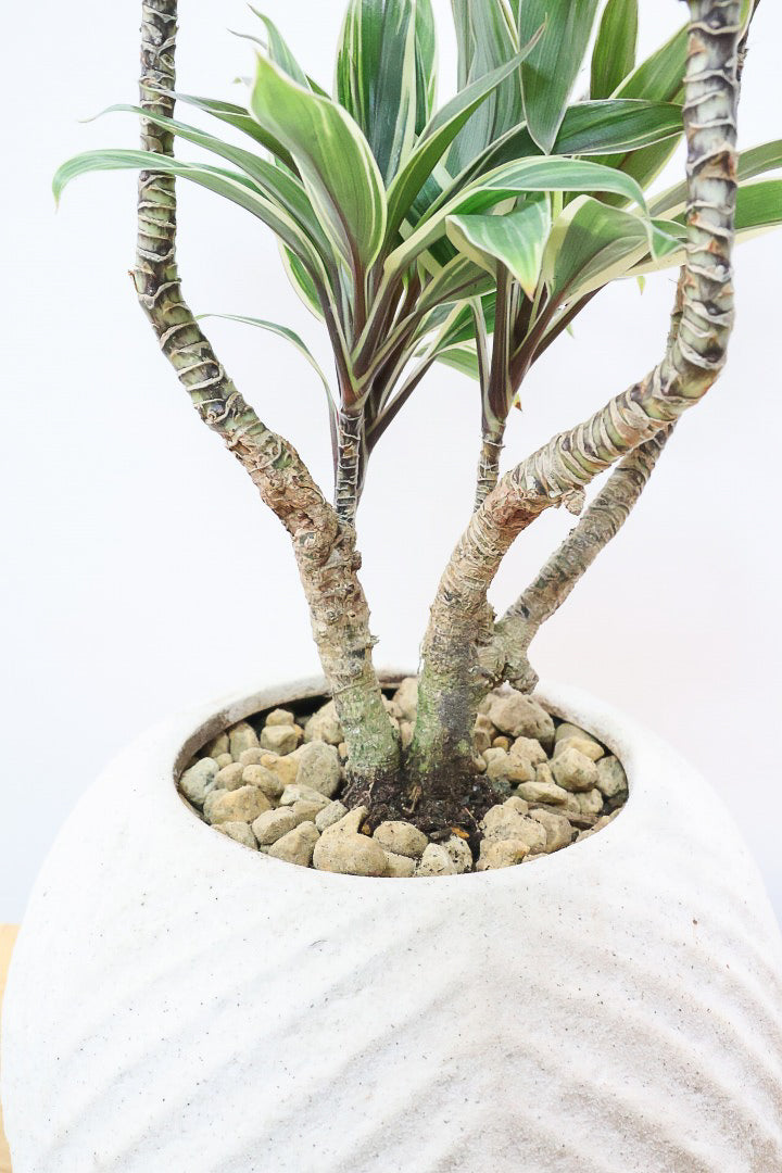 【コルジリネ コーヒーコンパクタ】シブイ葉色が素敵♪生産者さんが時間をかけて仕立てました！これは他には無い樹形だと思います！