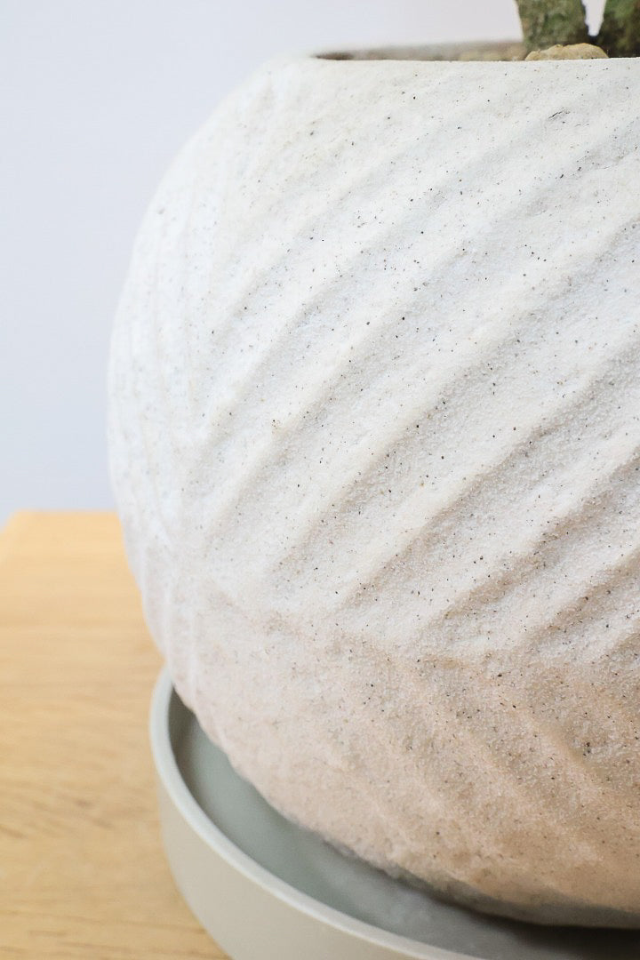 【コルジリネ コーヒーコンパクタ】シブイ葉色が素敵♪生産者さんが時間をかけて仕立てました！これは他には無い樹形だと思います！