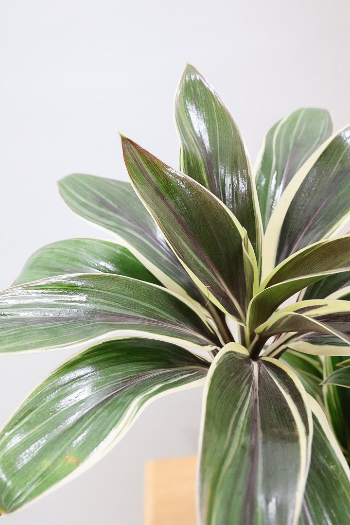 【コルジリネ コーヒーコンパクタ】シブイ葉色が素敵♪生産者さんが時間をかけて仕立てました！これは他には無い樹形だと思います！