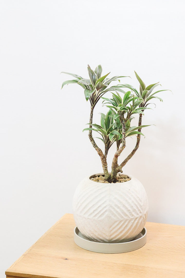 【コルジリネ コーヒーコンパクタ】シブイ葉色が素敵♪生産者さんが時間をかけて仕立てました！これは他には無い樹形だと思います！