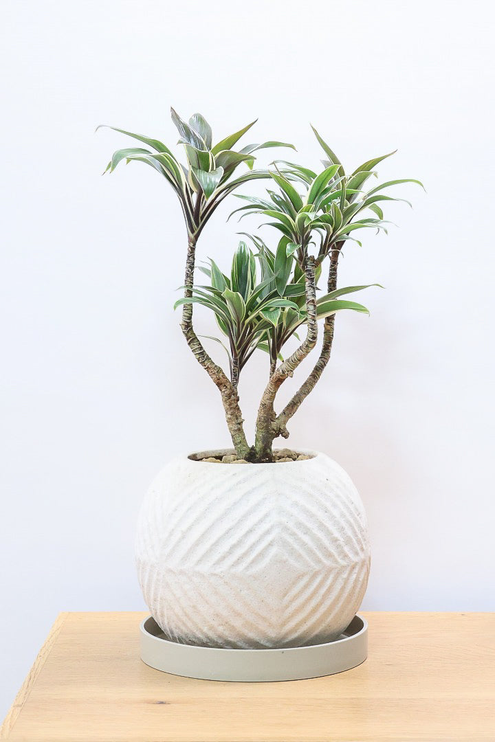 【コルジリネ コーヒーコンパクタ】シブイ葉色が素敵♪生産者さんが時間をかけて仕立てました！これは他には無い樹形だと思います！