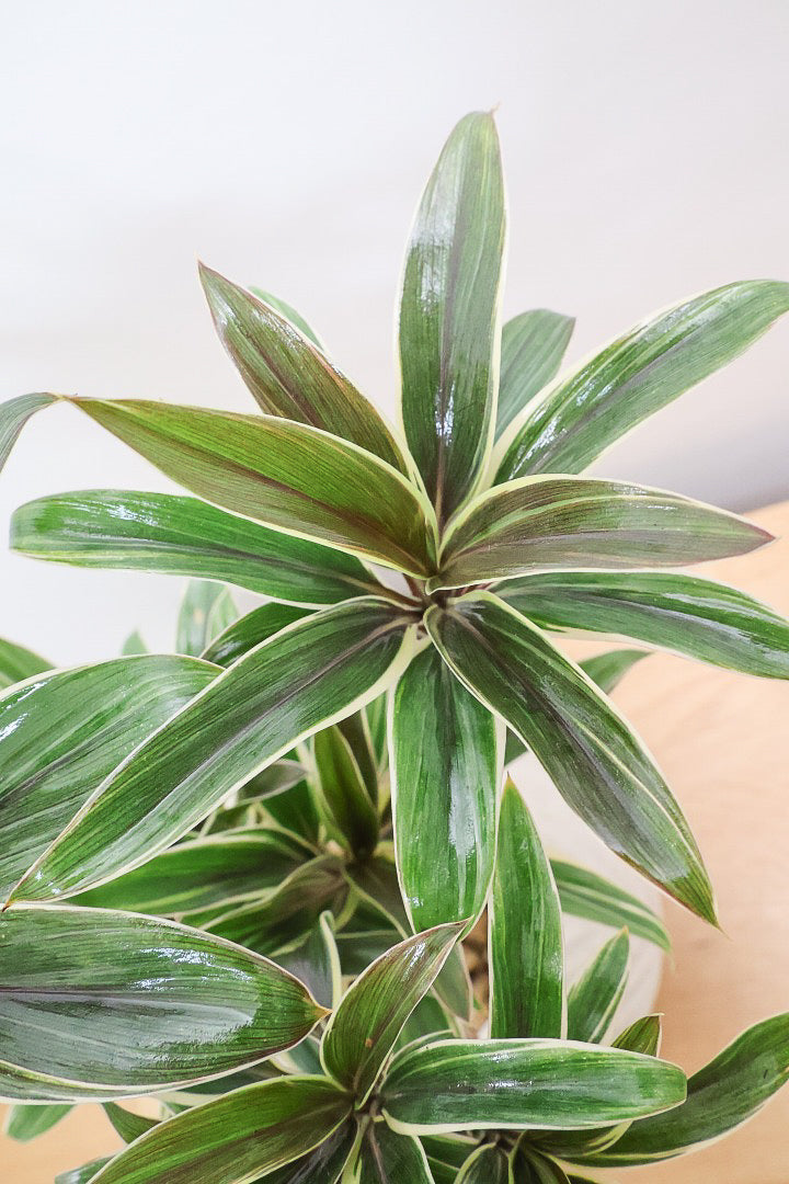 【コルジリネ コーヒーコンパクタ】シブイ葉色が素敵♪生産者さんが時間をかけて仕立てました！これは他には無い樹形だと思います！