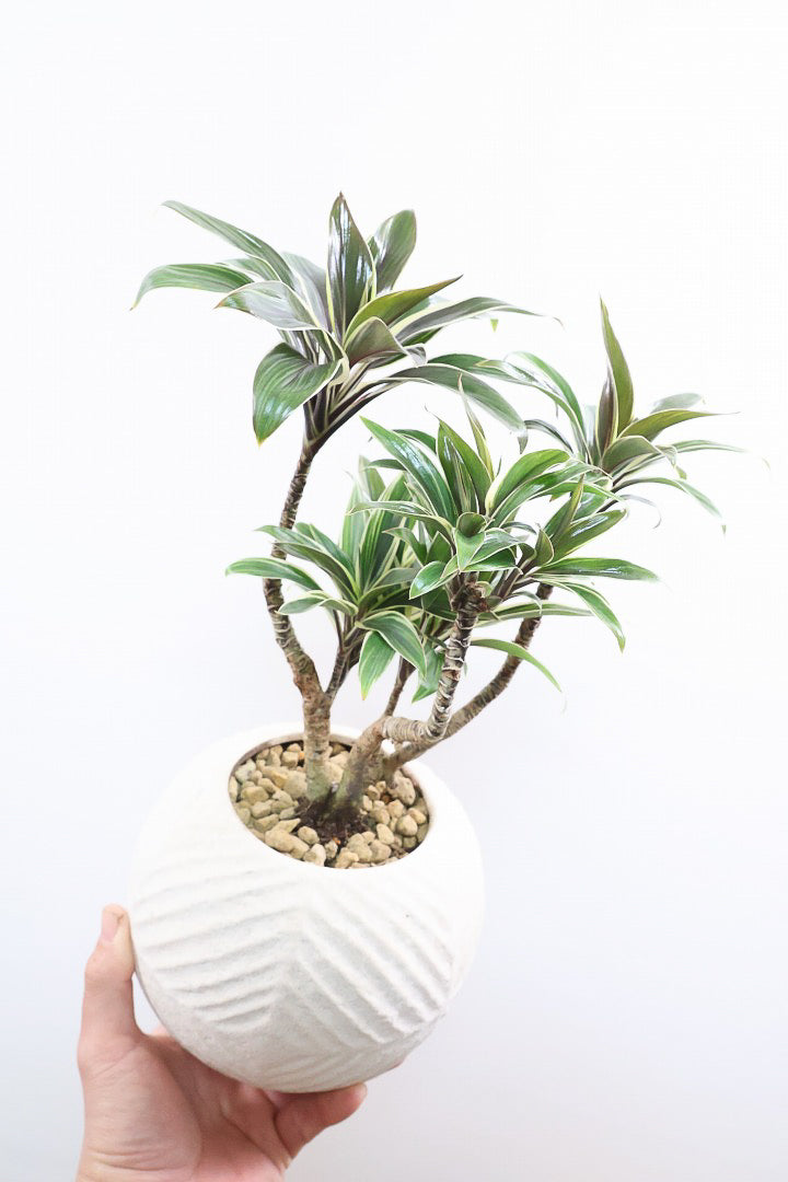 【コルジリネ コーヒーコンパクタ】シブイ葉色が素敵♪生産者さんが時間をかけて仕立てました！これは他には無い樹形だと思います！