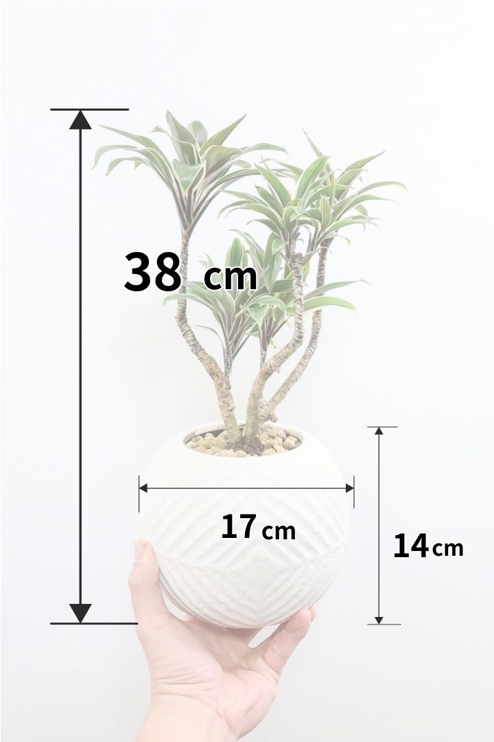 【コルジリネ コーヒーコンパクタ】シブイ葉色が素敵♪生産者さんが時間をかけて仕立てました！これは他には無い樹形だと思います！