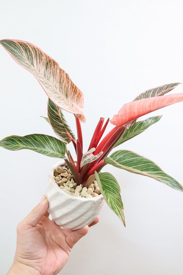 【フィロデンドロン ピンクバーキン】かわいいミニサイズです！葉色が美しくバランスが良い感じですのでぜひご検討ください！