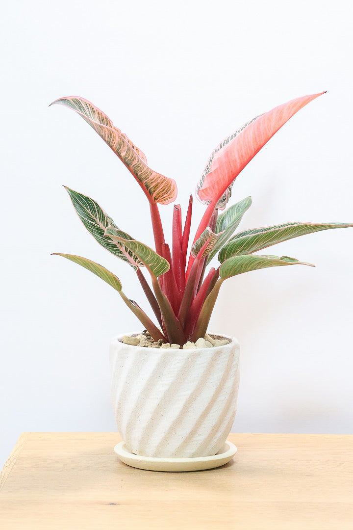 【フィロデンドロン ピンクバーキン】かわいいミニサイズです！葉色が美しくバランスが良い感じですのでぜひご検討ください！