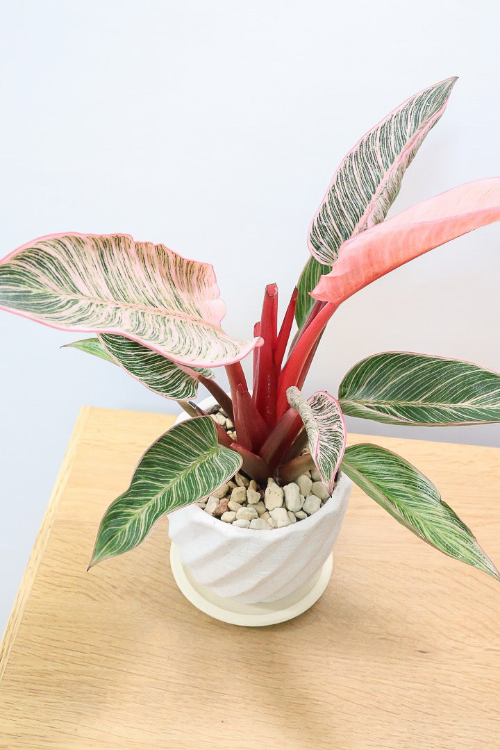 【フィロデンドロン ピンクバーキン】かわいいミニサイズです！葉色が美しくバランスが良い感じですのでぜひご検討ください！