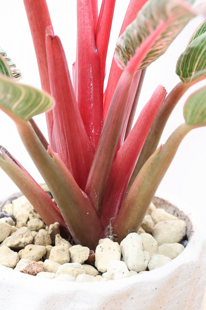 【フィロデンドロン ピンクバーキン】かわいいミニサイズです！葉色が美しくバランスが良い感じですのでぜひご検討ください！