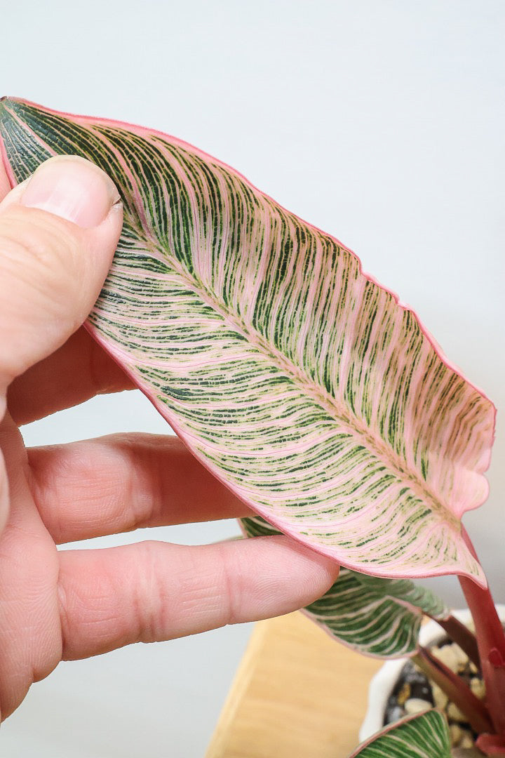 【フィロデンドロン ピンクバーキン】かわいいミニサイズです！葉色が美しくバランスが良い感じですのでぜひご検討ください！