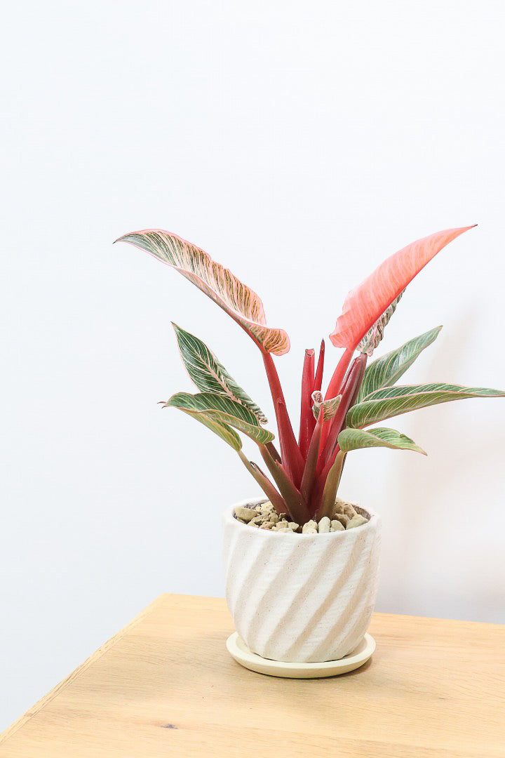 【フィロデンドロン ピンクバーキン】かわいいミニサイズです！葉色が美しくバランスが良い感じですのでぜひご検討ください！