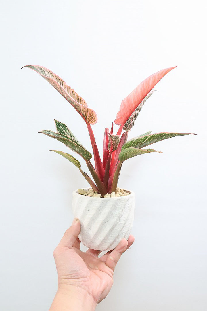 【フィロデンドロン ピンクバーキン】かわいいミニサイズです！葉色が美しくバランスが良い感じですのでぜひご検討ください！