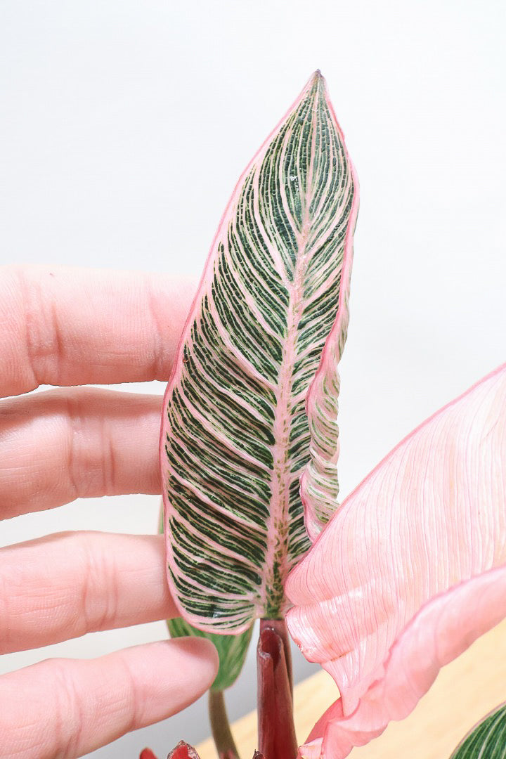 【フィロデンドロン ピンクバーキン】かわいいミニサイズです！葉色が美しくバランスが良い感じですのでぜひご検討ください！