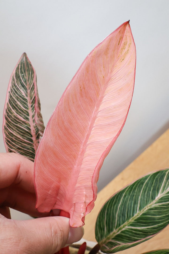 【フィロデンドロン ピンクバーキン】かわいいミニサイズです！葉色が美しくバランスが良い感じですのでぜひご検討ください！