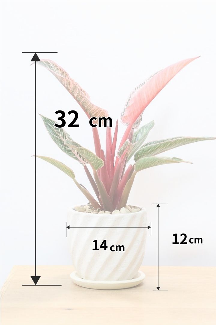 【フィロデンドロン ピンクバーキン】かわいいミニサイズです！葉色が美しくバランスが良い感じですのでぜひご検討ください！