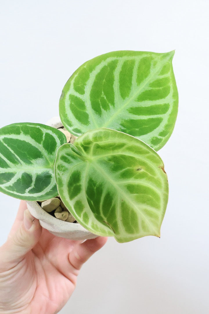 【アンスリウム ドラヤキ】かわいすぎる葉模様！ここまでコンパクトにまとまった個体は希少だと思いますよ！