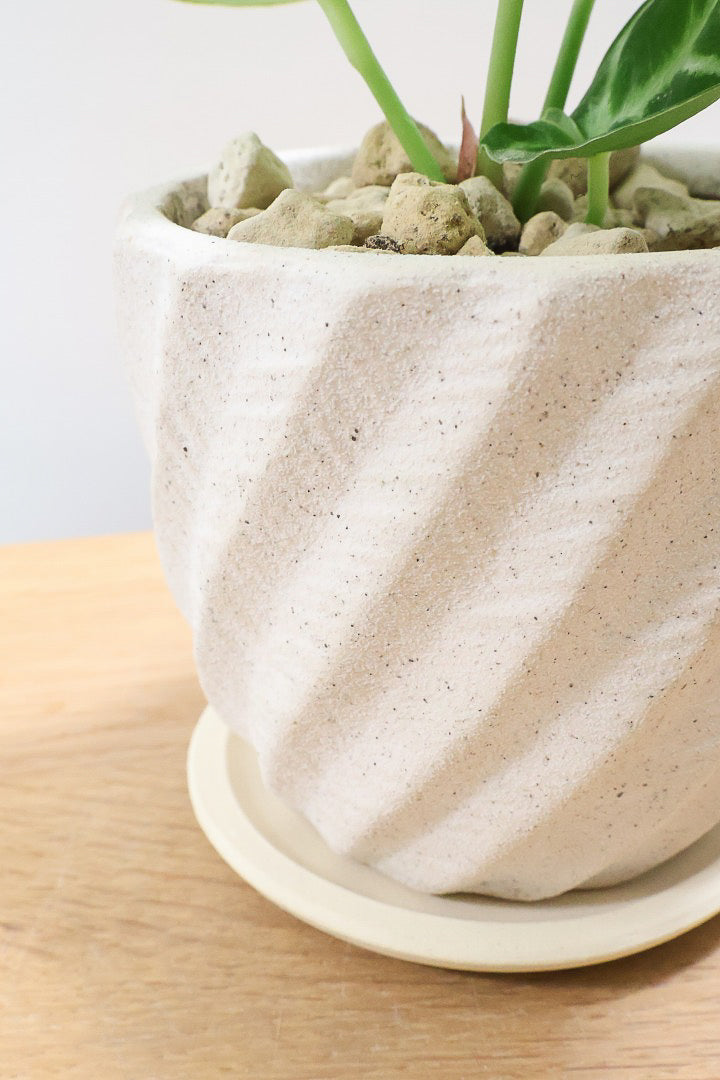 【アンスリウム ドラヤキ】かわいすぎる葉模様！ここまでコンパクトにまとまった個体は希少だと思いますよ！