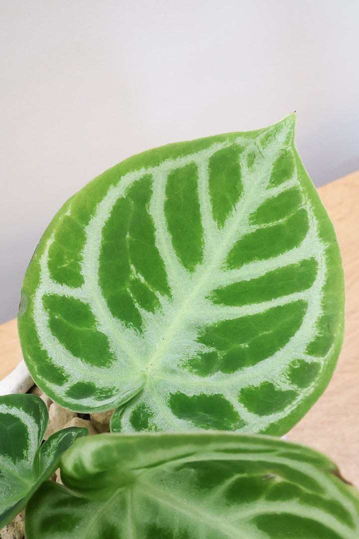 【アンスリウム ドラヤキ】かわいすぎる葉模様！ここまでコンパクトにまとまった個体は希少だと思いますよ！