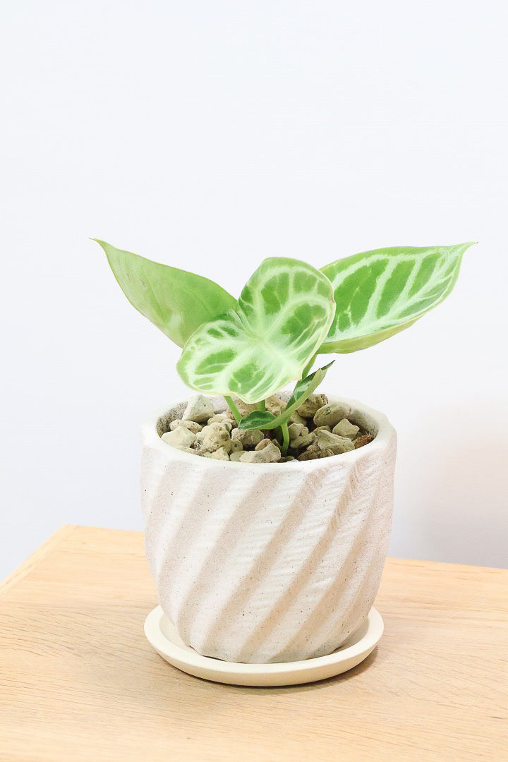 【アンスリウム ドラヤキ】かわいすぎる葉模様！ここまでコンパクトにまとまった個体は希少だと思いますよ！