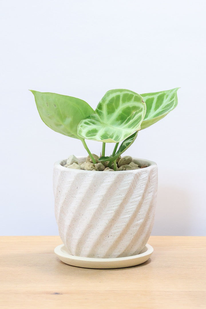 【アンスリウム ドラヤキ】かわいすぎる葉模様！ここまでコンパクトにまとまった個体は希少だと思いますよ！